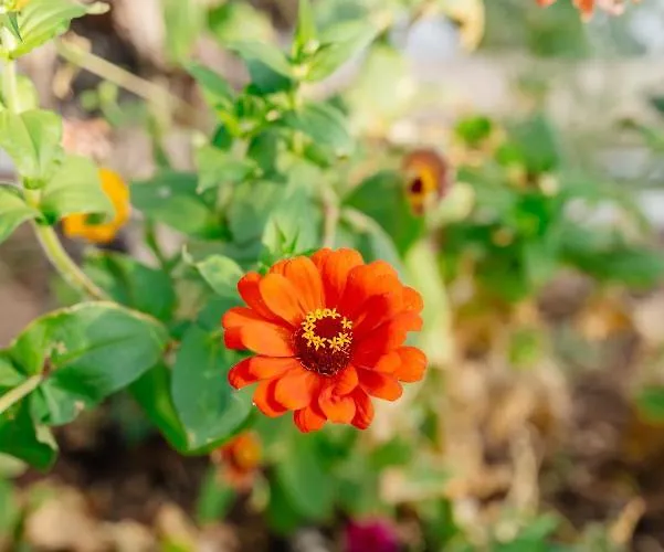 Xerolithia Aparthotel